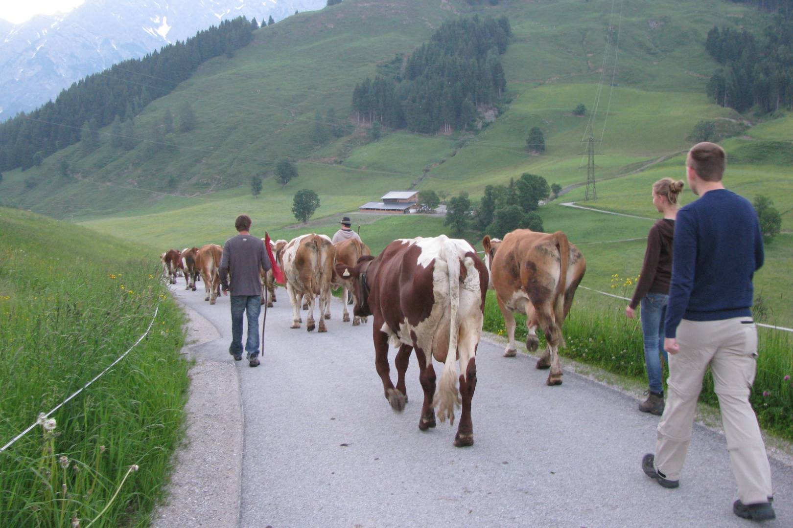 Austrian cattle drive